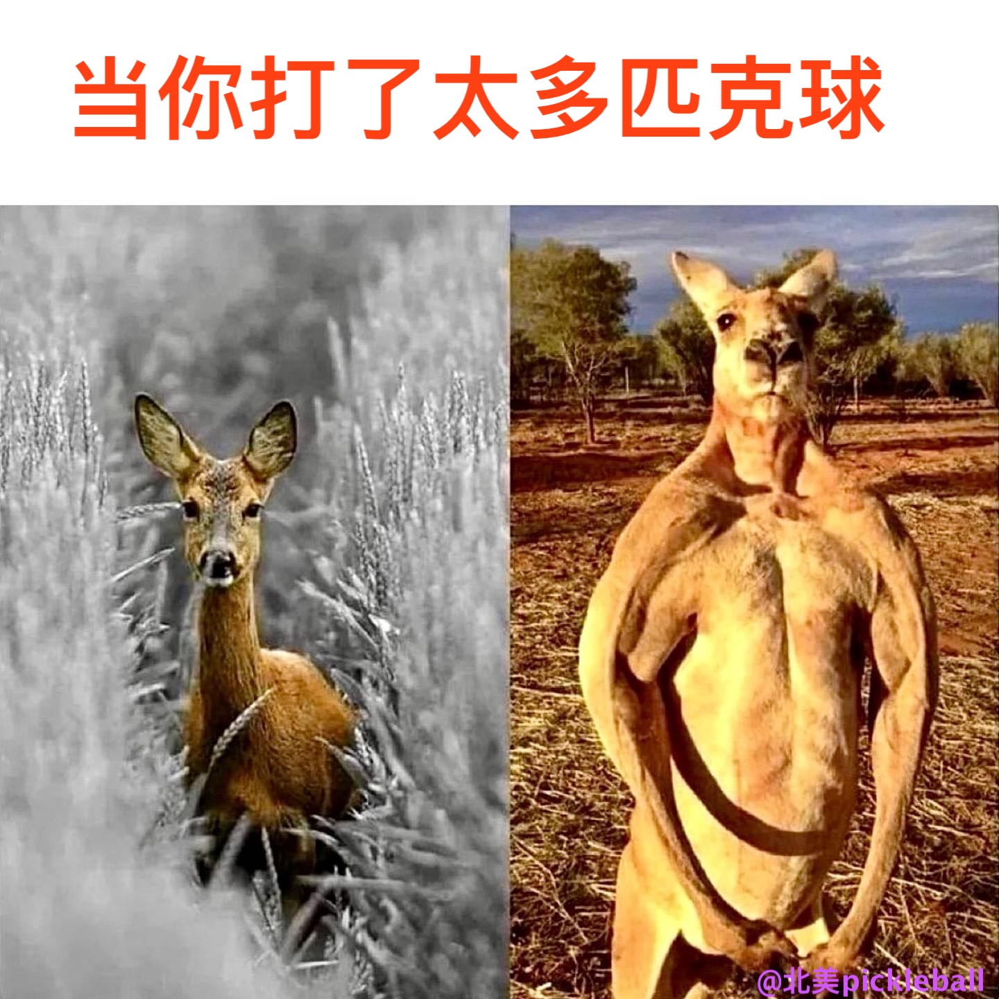 deers-kangaroos.jpg